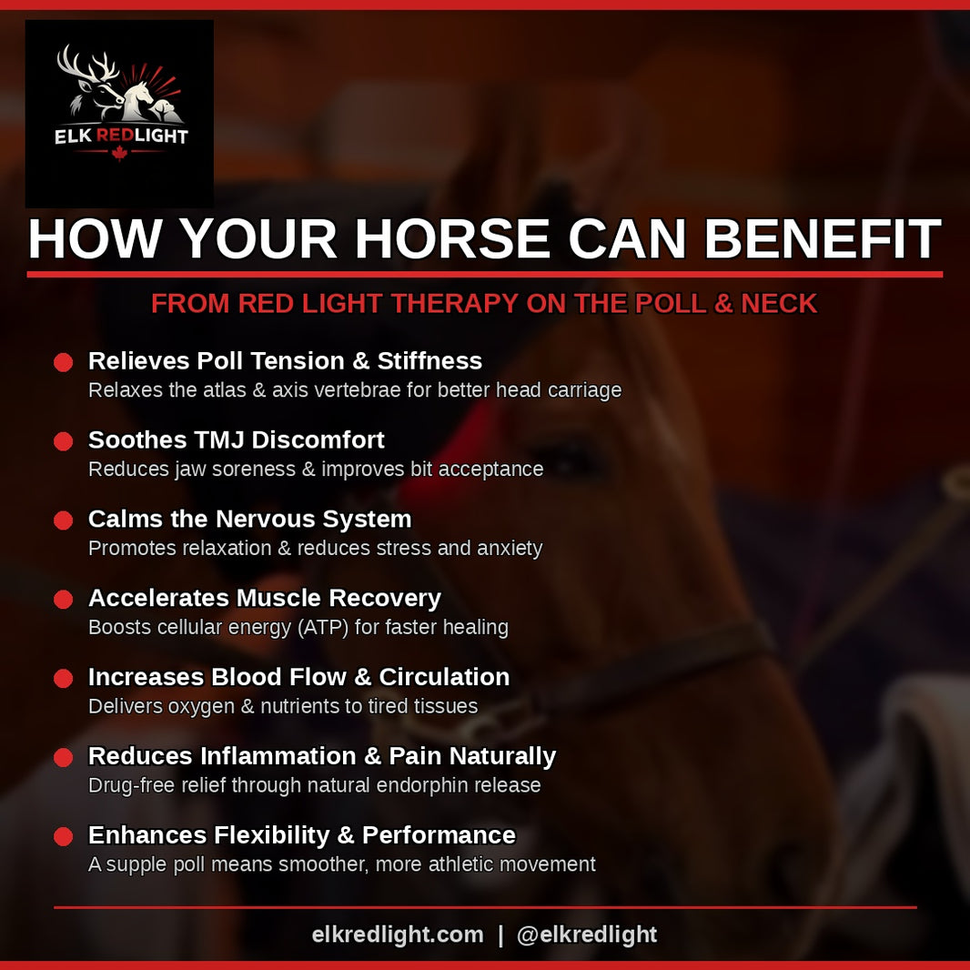 Premium Red Light Therapy Wrap For Horse Head & Neck