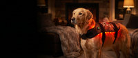 Medium Dog Back Red Light Therapy Wrap