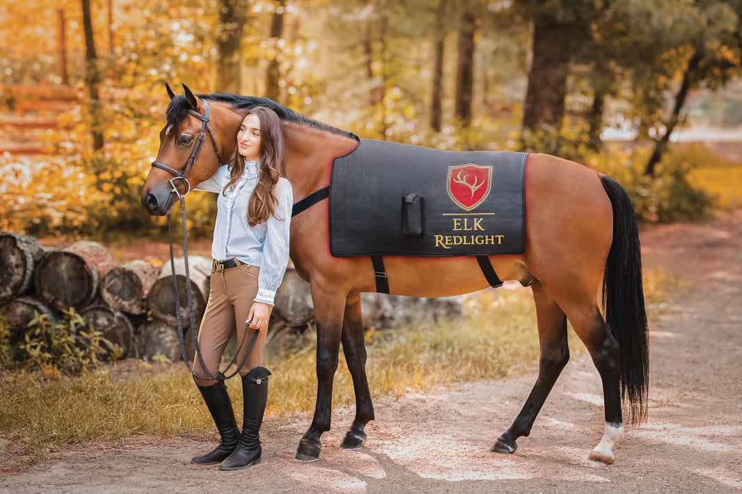 Elk Redlight horse red light therapy blanket worn by bay horse with rider in autumn forest – equine photobiomodulation back and topline recovery
