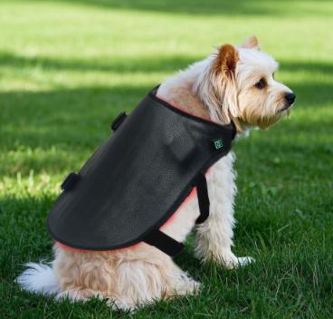 Small dog wearing red light therapy back wrap for wellness