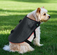 Small dog wearing red light therapy back wrap for wellness