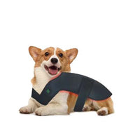 Small dog wearing red light therapy back wrap for wellness